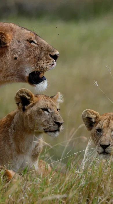 Wildlife