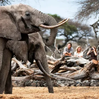 Two elephants eating in the foreground, watched by guests and guide sat on a fallen tree in the background - Yellow Zebra Safari