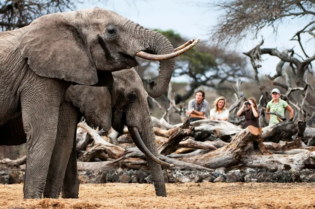 Two elephants eating in the foreground, watched by guests and guide sat on a fallen tree in the background - Yellow Zebra Safari