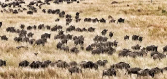 Hundreds of wildebeest walking through the tall, golden grass - Yellow Zebra Safari