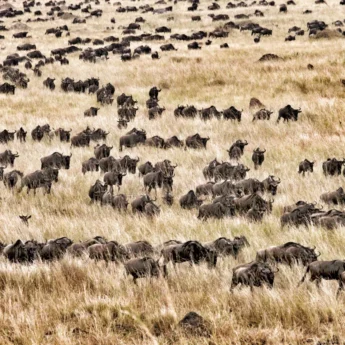 Hundreds of wildebeest walking through the tall, golden grass - Yellow Zebra Safari