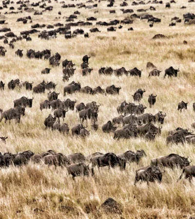 Hundreds of wildebeest walking through the tall, golden grass - Yellow Zebra Safari