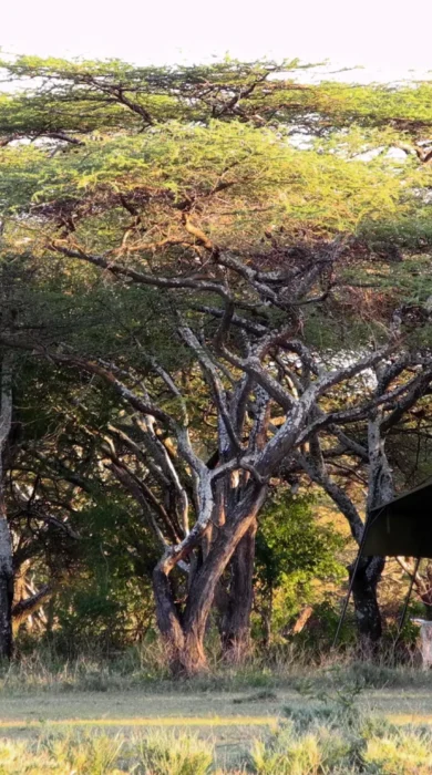 serian serengeti kakessio wetu serengeti south camp1