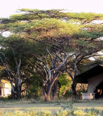 serian serengeti kakessio wetu serengeti south camp1