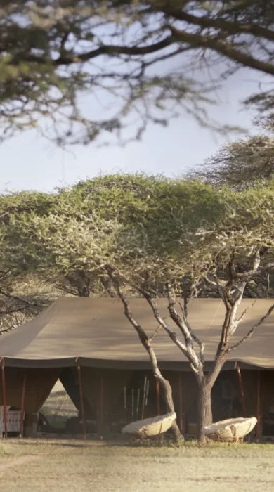 serians serengeti south kakessio tent exterior tanzania yellow zebra safaris