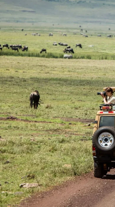 gibb's farm game drive tanzania yellow zebra safaris