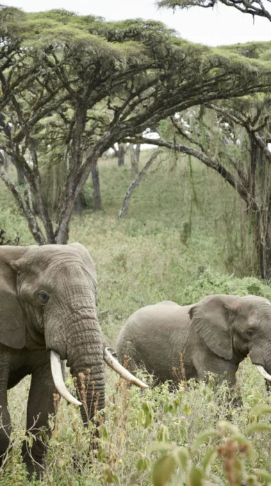 Elephants Ngorongoro Carater