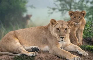 A lioness and cub sit on a rock and watch the camera, Magashi Camp, Rwanda - Yellow Zebra Safaris