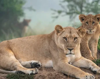 A lioness and cub sit on a rock and watch the camera, Magashi Camp, Rwanda - Yellow Zebra Safaris