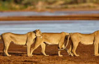 Three lionnesses stand to attention of red sand, Kenya - Yellow Zebra Safaris