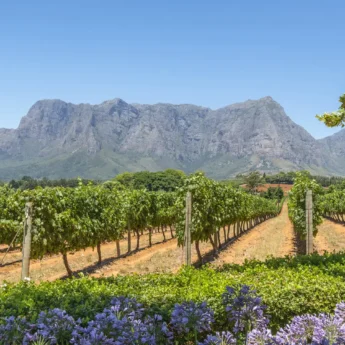 View of the Drakenstein mountains in the background against a clear sky, vineyard in the foreground, Babylonstoren, South Africa - Yellow Zebra Safaris