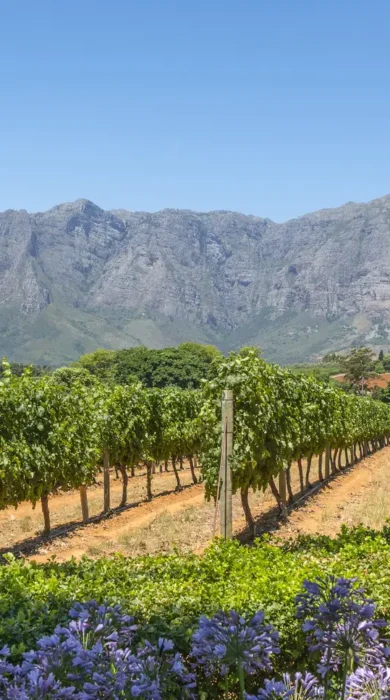 View of the Drakenstein mountains in the background against a clear sky, vineyard in the foreground, Babylonstoren, South Africa - Yellow Zebra Safaris