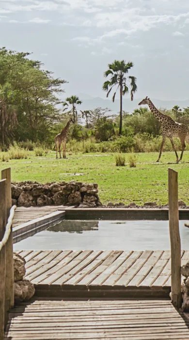 pool area, chem chem safari lodge, tarangire national park, tanzania