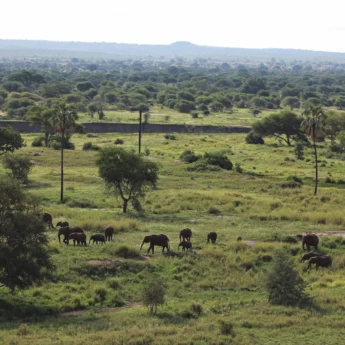 Chem Chem Lodge Safari Tanzania East Africa Experience Explore Tarangire National Park Elephants