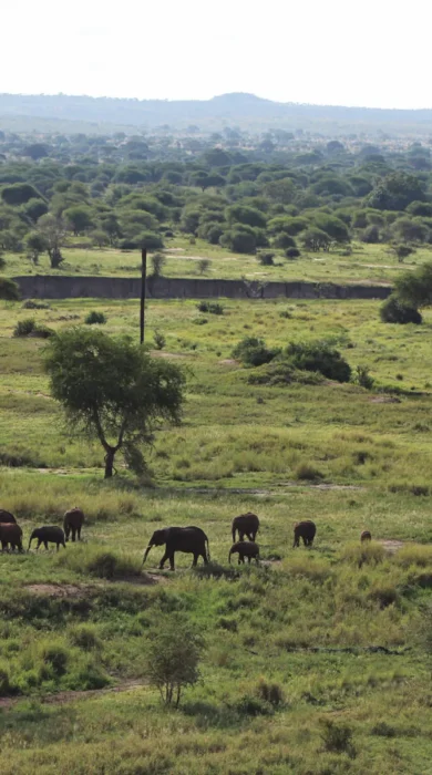 Chem Chem Lodge Safari Tanzania East Africa Experience Explore Tarangire National Park Elephants