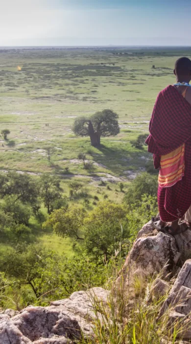 tarangire treetops bush walk tanzania yellow zebra safaris