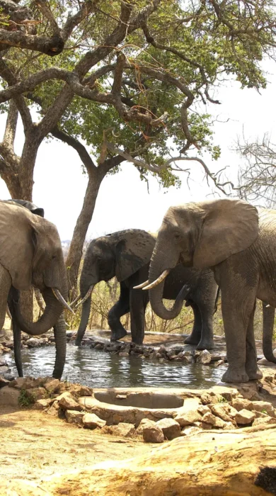 elephants drinking at water hole
