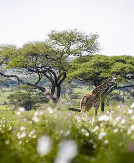 Giraffe Tanzania