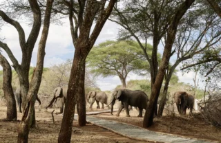 elephant game, sanctuary swala camp, tarangire national park, tanzania