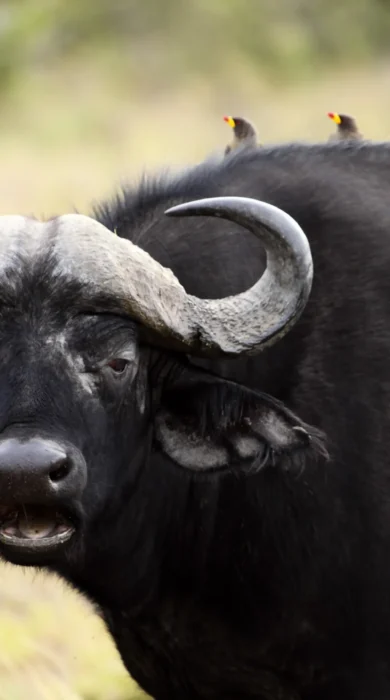 buffalo Tanzania