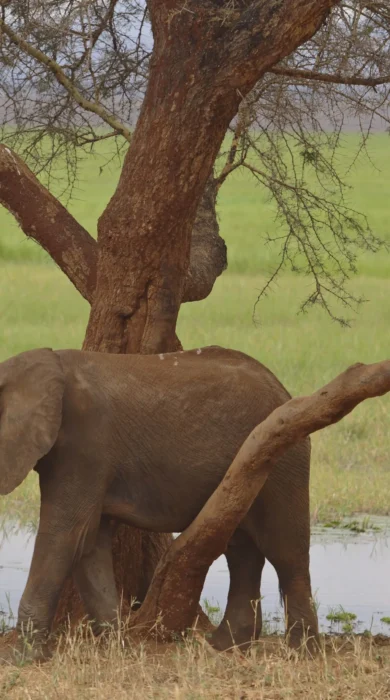 Olivers Elephant Tanzania
