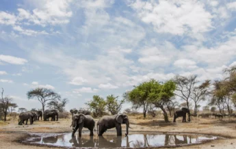 elephants watering hole, little chem chem, tarangire national park, tanzania