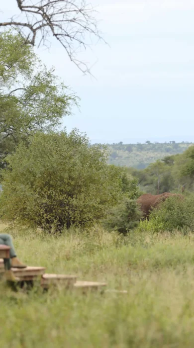 nasikia ndovu tented camp elephants tanzania yellow zebra safaris