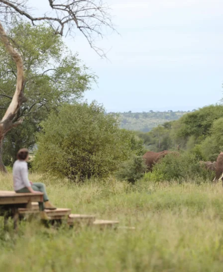 nasikia ndovu tented camp elephants tanzania yellow zebra safaris