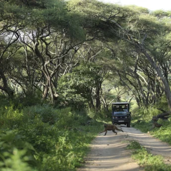lake manyara tree lodge game drive baboon tanzania yellow zebra safaris