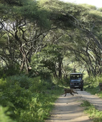 lake manyara tree lodge game drive baboon tanzania yellow zebra safaris