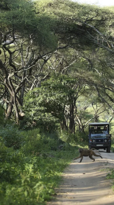 lake manyara tree lodge game drive baboon tanzania yellow zebra safaris