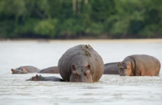 Sand Rivers Camp Selous hippos yellow zebra safaris
