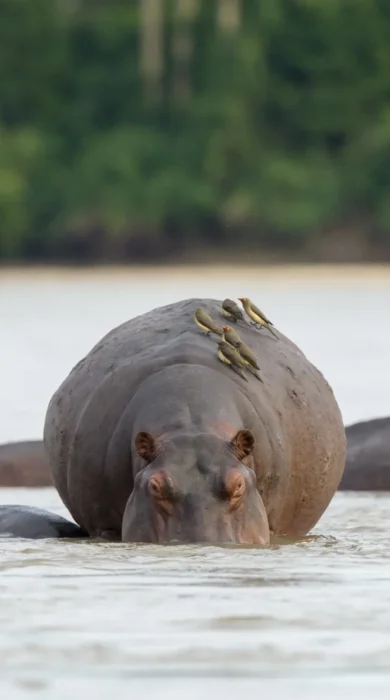 Sand Rivers Camp Selous hippos yellow zebra safaris