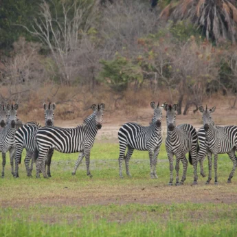 Zebra, Selous Impala Camp, Nyerere, Tanzania