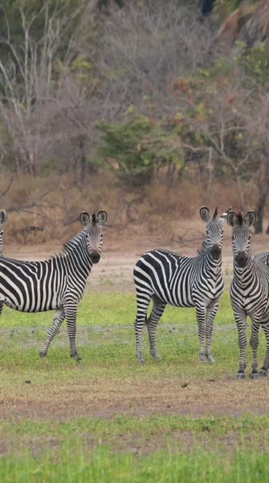 Zebra, Selous Impala Camp, Nyerere, Tanzania