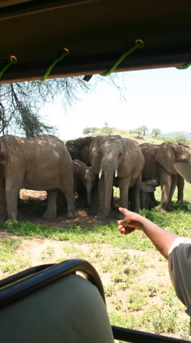 4 Game drive 3