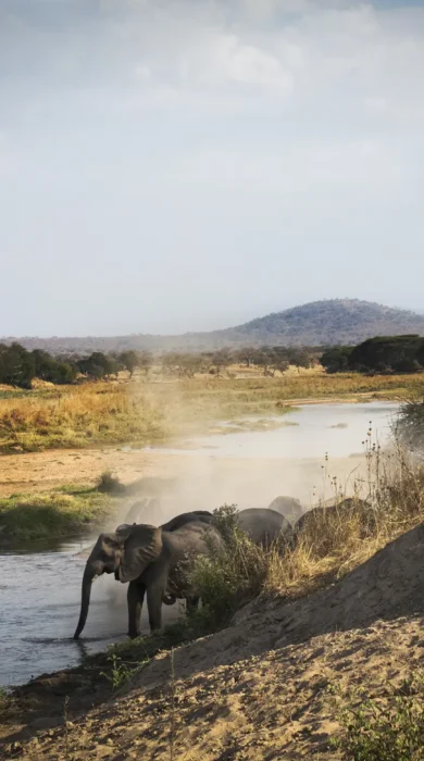 Kigelia Ruaha003