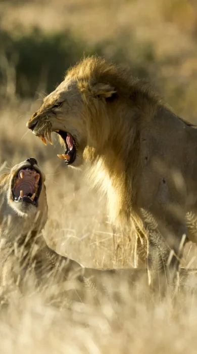 kigelia ruaha lions tanzania yellow zebra safaris
