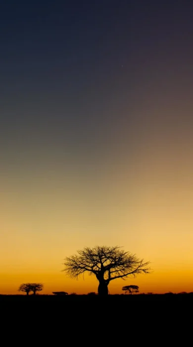 Sunset, kigelia ruaha, tanzania