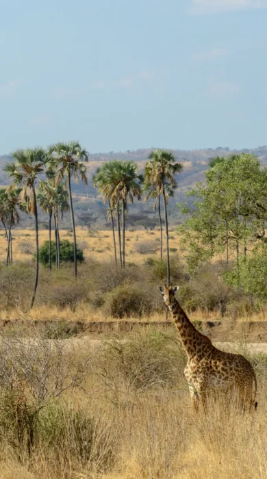 jabali ridge giraffes