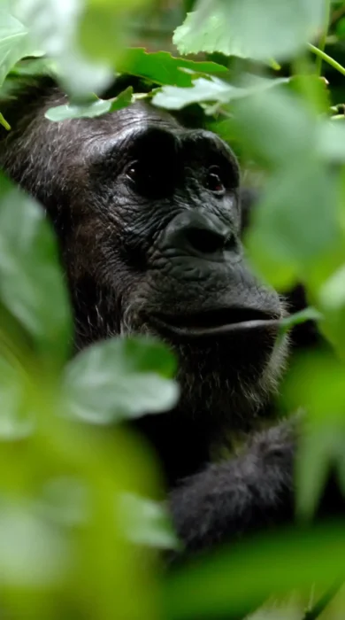 Greystoke Mahale chimp 8 Nomad Tanzania