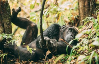 greystoke mahale chimp tanzania yellow zebra safaris