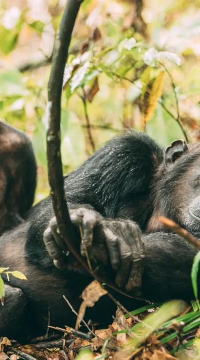 greystoke mahale chimp tanzania yellow zebra safaris