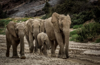 Four elephants walk down a muddy path, Onduli Ridge, Doro Nawas Conservancy, Namibia - Yellow Zebra Safaris