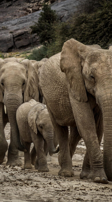 Four elephants walk down a muddy path, Onduli Ridge, Doro Nawas Conservancy, Namibia - Yellow Zebra Safaris