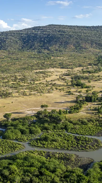 roho y selous selous view tanzania yellow zebra safaris