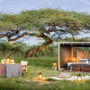 fly camping under acacia tree mwiba lodge tanzania yellow zebra safaris