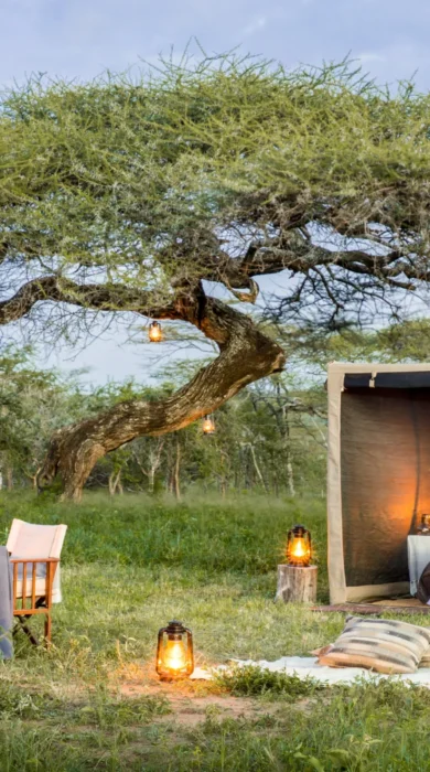 fly camping under acacia tree mwiba lodge tanzania yellow zebra safaris