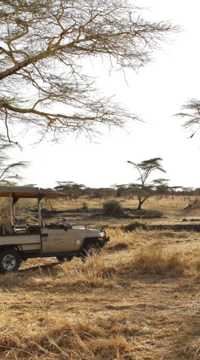 platform mwiba lodge tanzania yellow zebra safaris