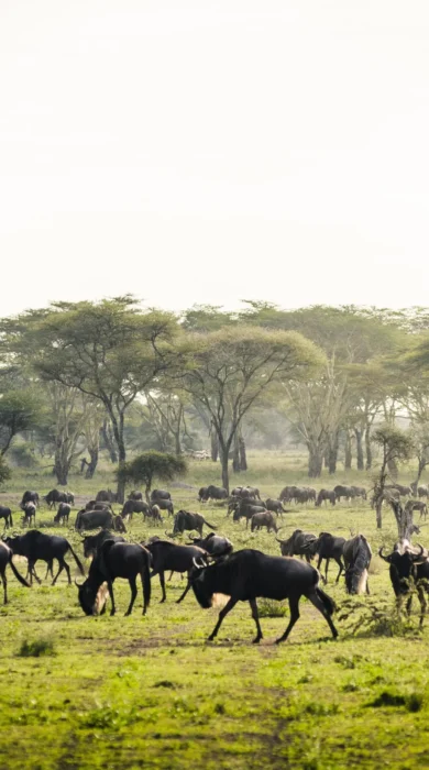 Herd of wildebeest sit in verdant pasture, in the background acacia trees, Sanctuary Kichakani Serengeti camp Tanzania - Yellow Zebra Safari